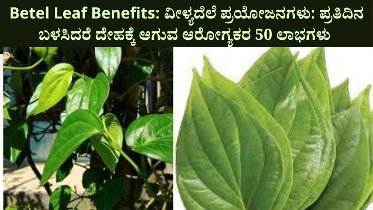 Betel Leaf Benefits