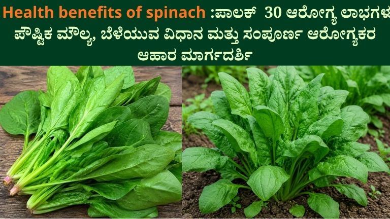 Health benefits of spinach